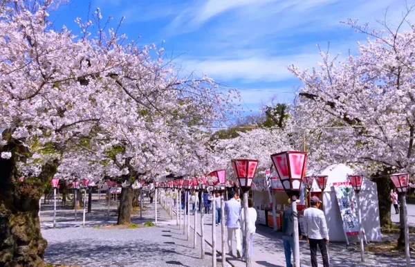 ★4/2 催行決定★【横浜発】春爛漫♪「三嶋大社」「身延山久遠寺」静岡しだれ桜二大名所を漫喫!&駿河湾名物しらすと桜海老ご飯のお弁当付き!1